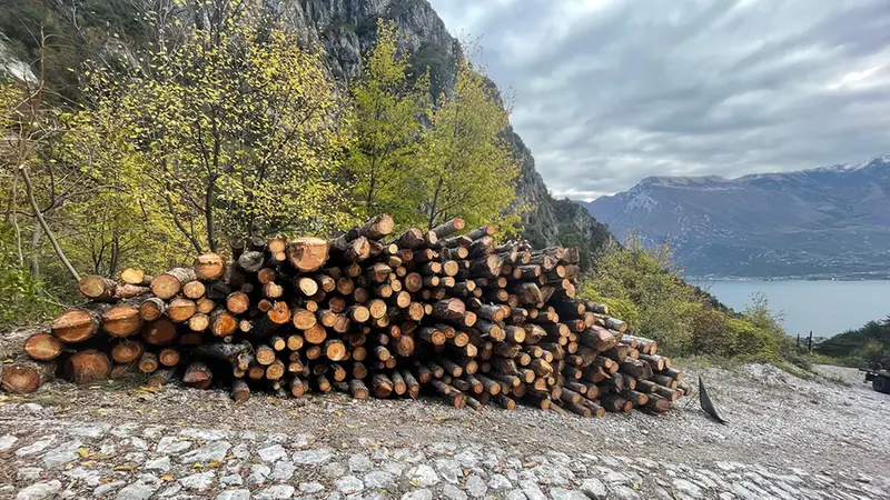I boschi bresciani fondamentali per la filiera del legname