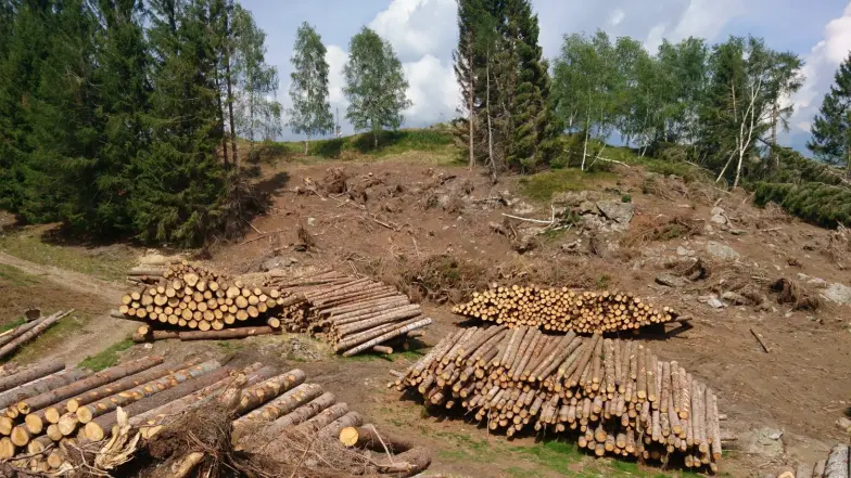 I boschi bresciani risorsa per la filiera del legno