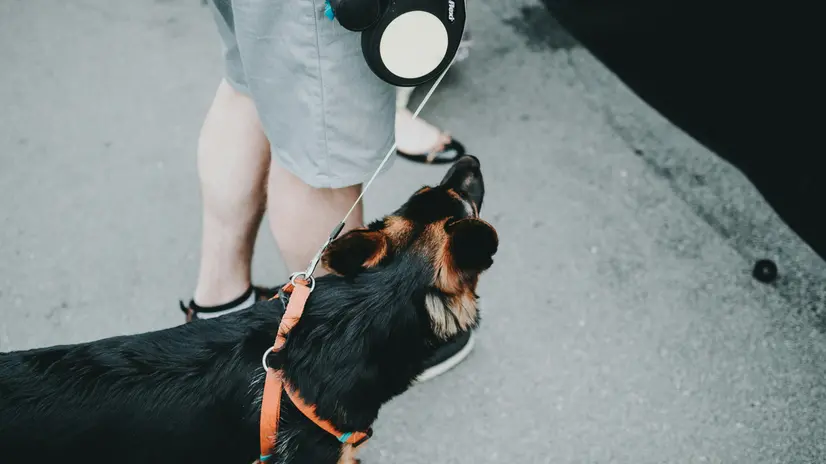 Cane al guinzaglio