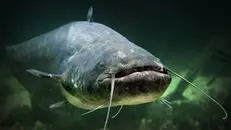 Un esemplare di pesce siluro - © www.giornaledibrescia.it