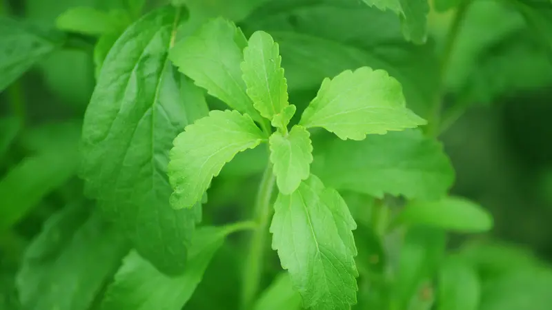 La Stevia è un esempio di dolcificante intensivo naturale