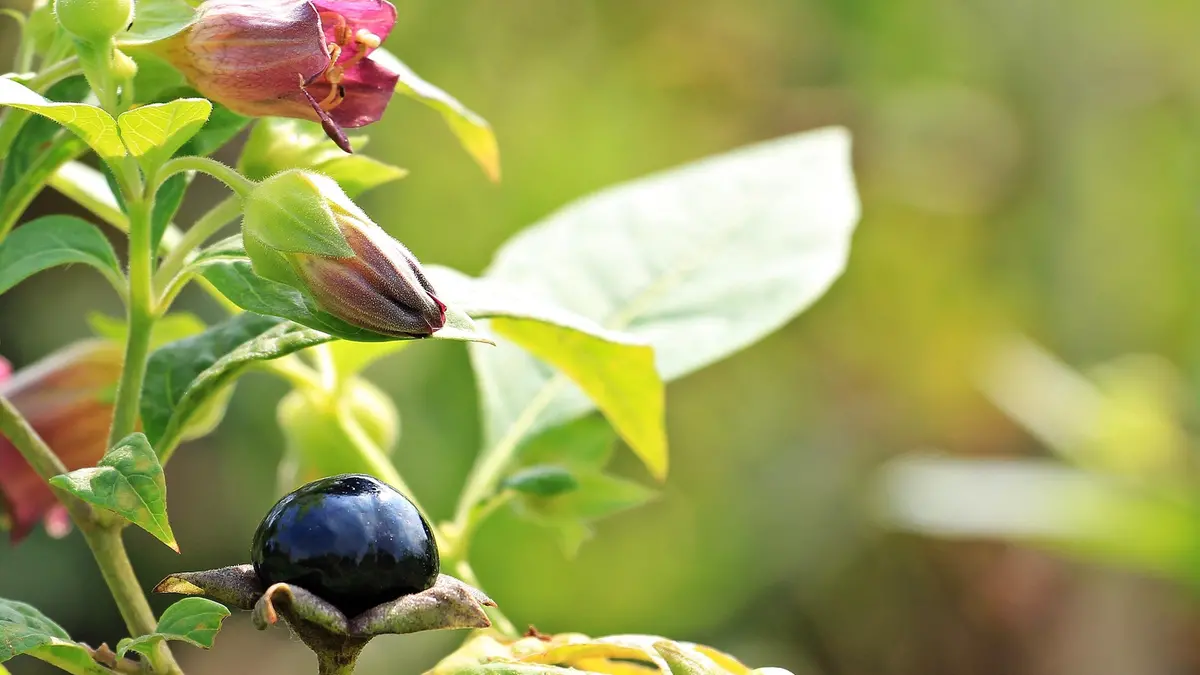 Belladonna, pianta velenosissima e a volte scambiata per le sue bacche per frutto di bosco © www.giornaledibrescia.it
