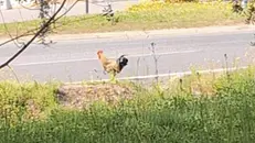 Uno dei galli avvistati in strada - © www.giornaledibrescia.it