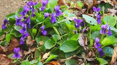 «Sbocciavan le viole, con le nostre parole», parole e musica di Fabrizio De André