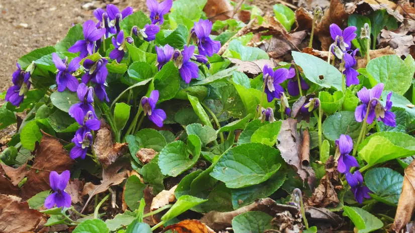 «Sbocciavan le viole, con le nostre parole», parole e musica di Fabrizio De André