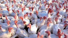 Un allevamento di tacchini - Foto © www.giornaledibrescia.it