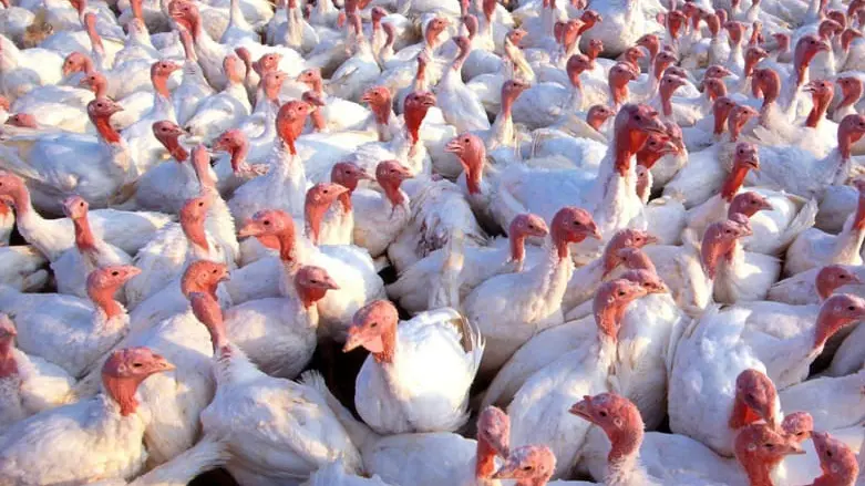 Un allevamento di tacchini - Foto © www.giornaledibrescia.it