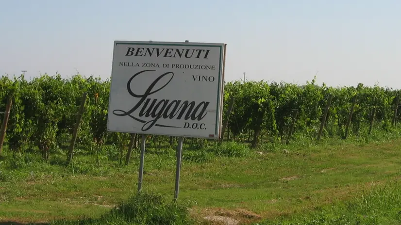 Il Lugana, una delle denominazioni più importanti del Bresciano