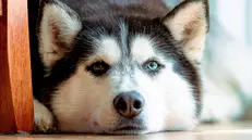 Un Husky (foto simbolica)