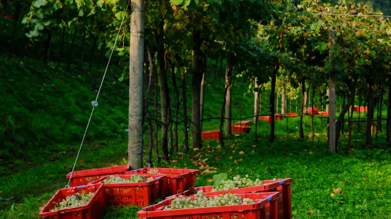 Uno scorcio del Vigneto Pusterla