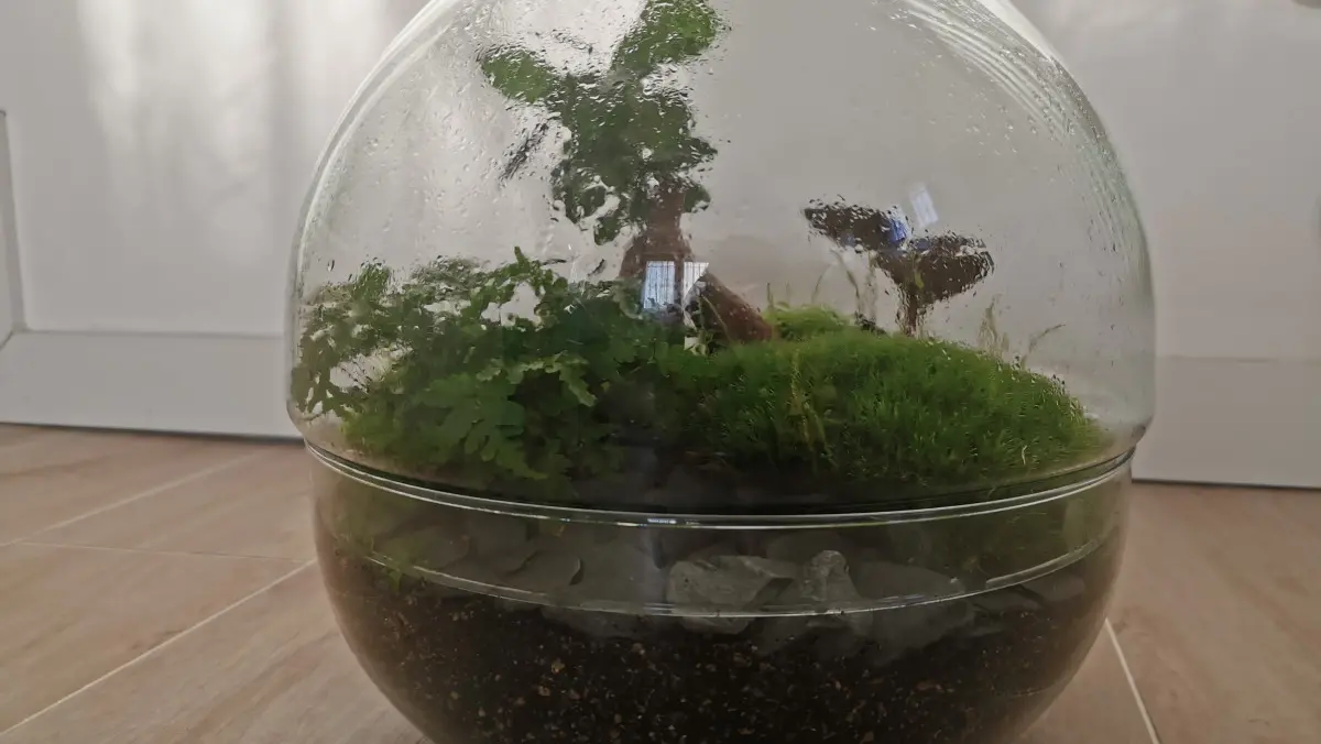 Un terrario