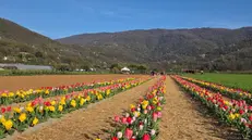 Tulipani a Mompiano, presso l'azienda agricola Calina - © www.giornaledibrescia.it
