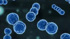 Il batterio meningococco B