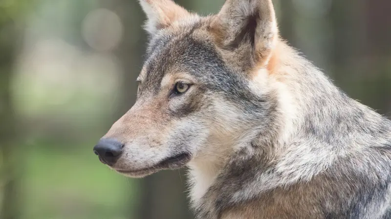 Un esemplare di lupo