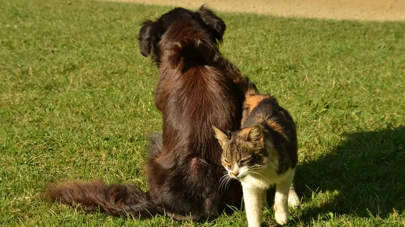Cane e gatto, i più diffusi tra gli animali d'affezione