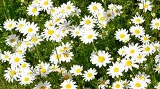 Una distesa di margherite - © www.giornaledibrescia.it