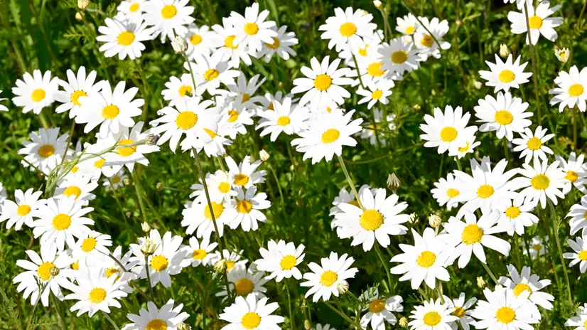 Una distesa di margherite - © www.giornaledibrescia.it
