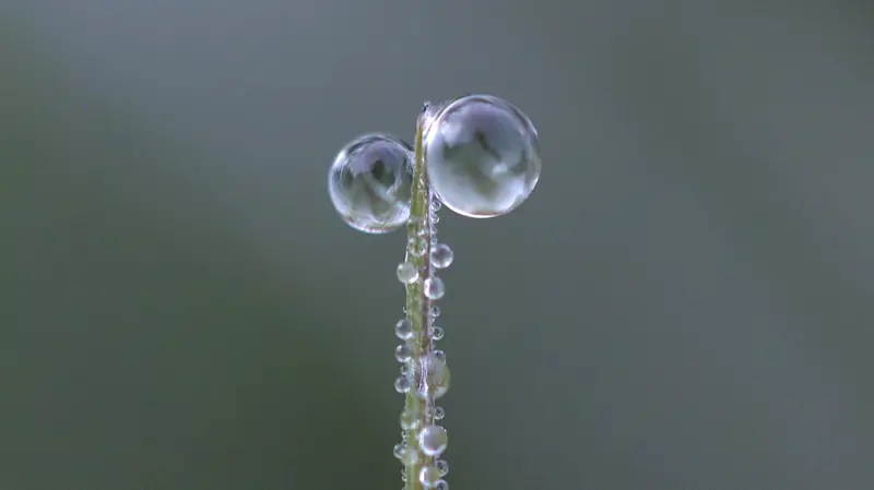 Rugiada su un filo d'erba