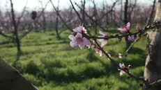 I primi fiori primaverili