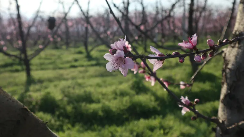 I primi fiori primaverili