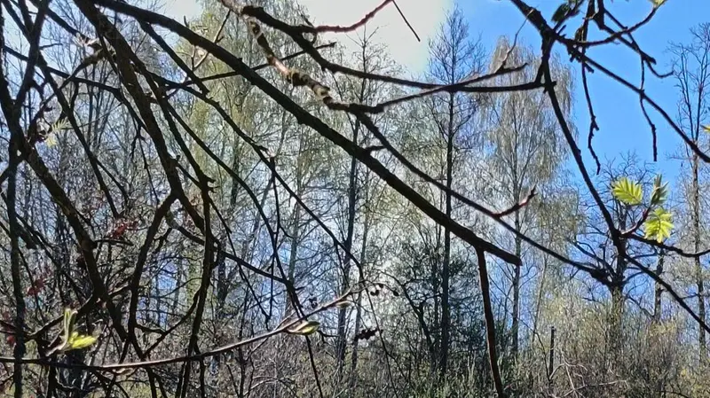 Alcuni focolai si sono riattivati nella zona di Montecampione 1200 © www.giornaledibrescia.it