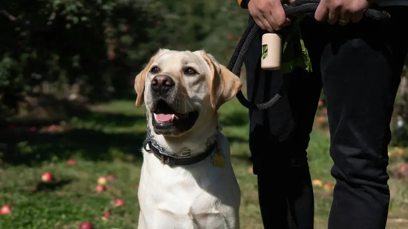 Una persona con il proprio cane