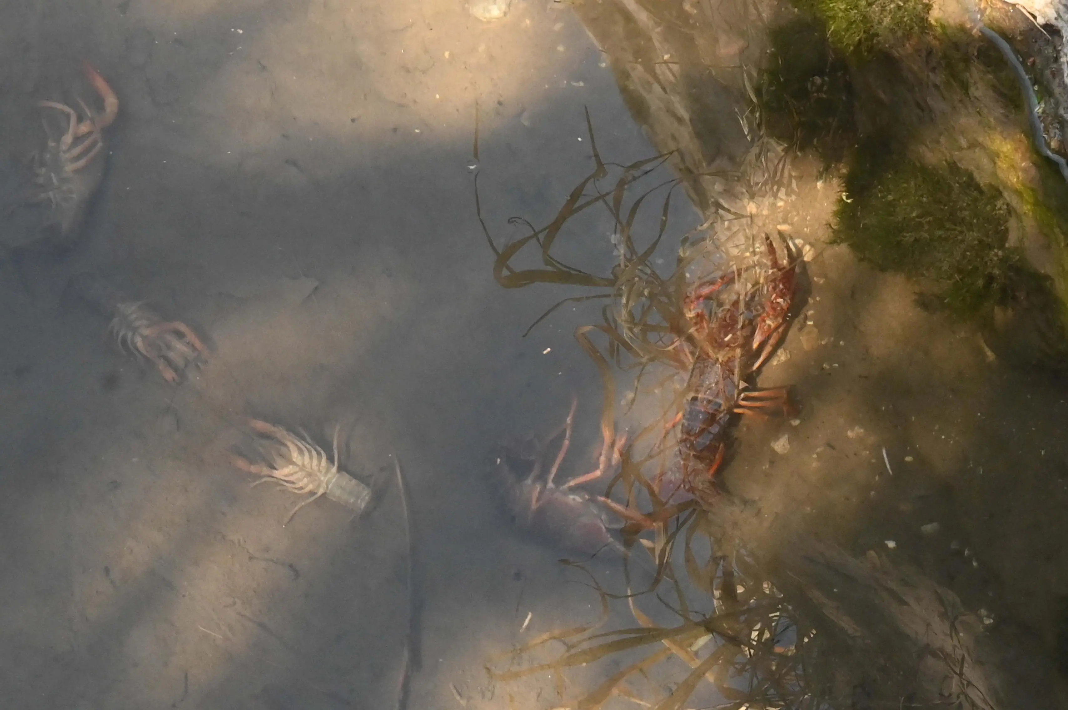 PONCARALE MORIA DI GAMBERI NELLA ROGGIA  REDAZIONE PROVINCIA PER ROBERTO MANIERI 07-04-2026 GABRIELE STRADA NEW EDEN GROUP 