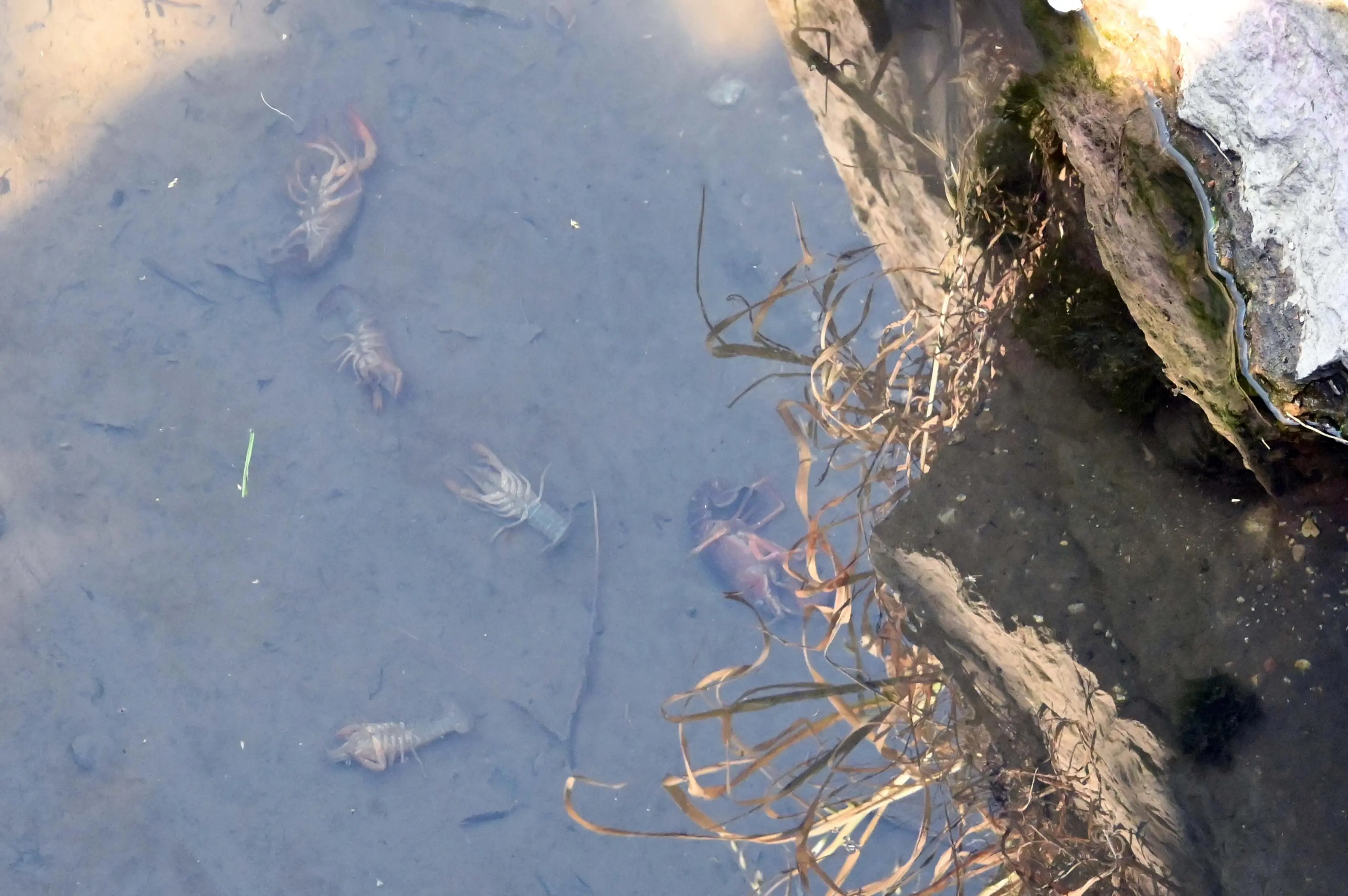 PONCARALE MORIA DI GAMBERI NELLA ROGGIA  REDAZIONE PROVINCIA PER ROBERTO MANIERI 07-04-2026 GABRIELE STRADA NEW EDEN GROUP 