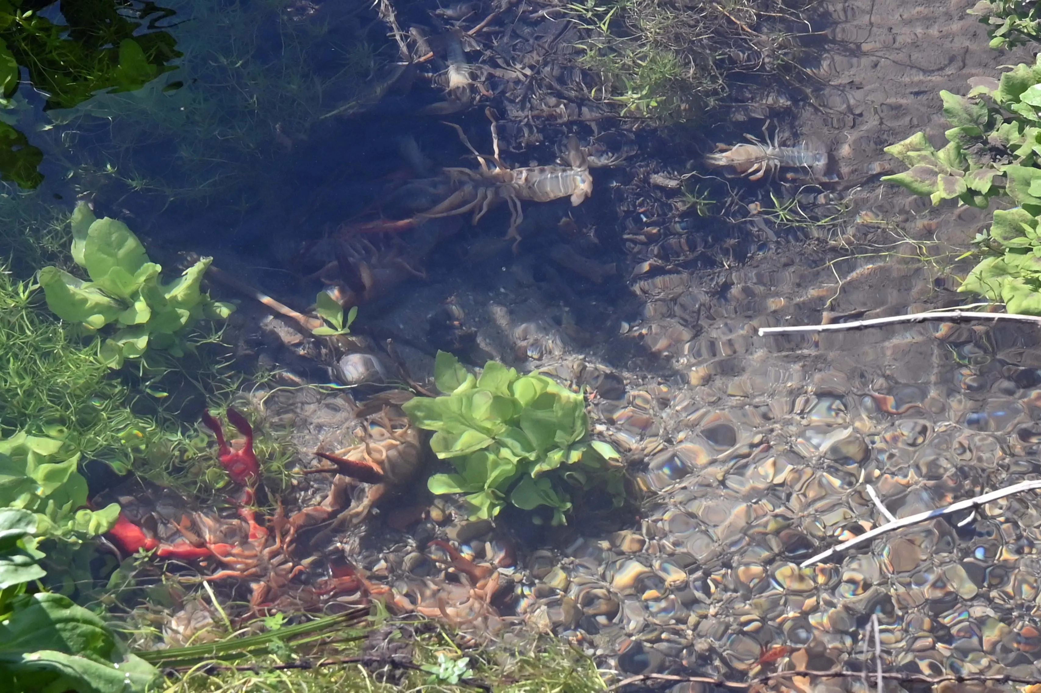 PONCARALE MORIA DI GAMBERI NELLA ROGGIA  REDAZIONE PROVINCIA PER ROBERTO MANIERI 07-04-2026 GABRIELE STRADA NEW EDEN GROUP 