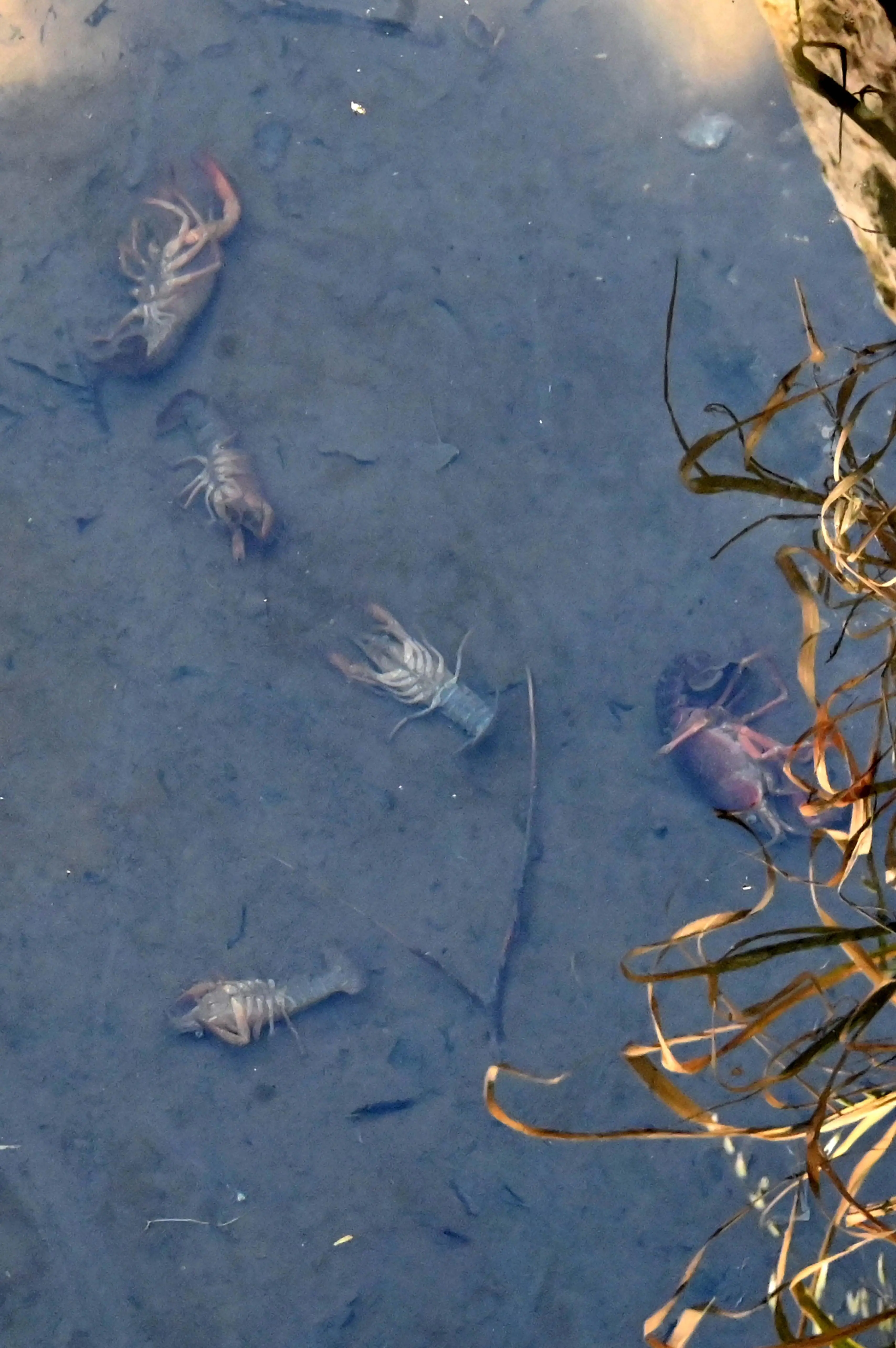 PONCARALE MORIA DI GAMBERI NELLA ROGGIA  REDAZIONE PROVINCIA PER ROBERTO MANIERI 07-04-2026 GABRIELE STRADA NEW EDEN GROUP 