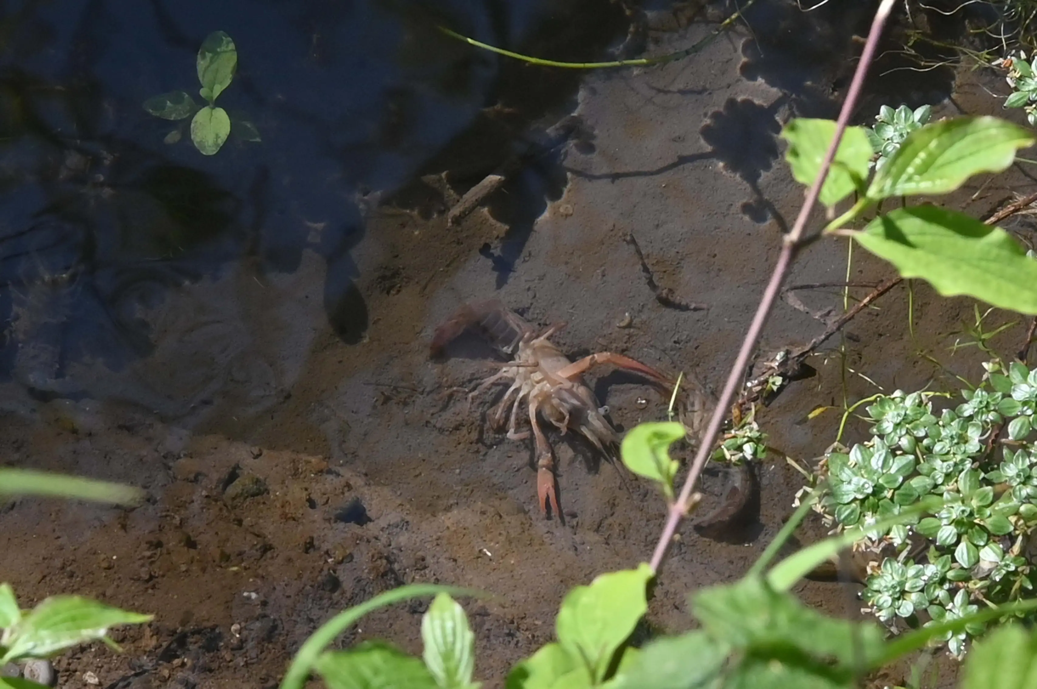 Moria di gamberi nella roggia a Poncarale - © www.giornaledibrescia.it