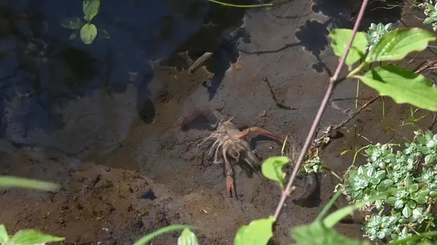 Moria di gamberi nella roggia a Poncarale - © www.giornaledibrescia.it