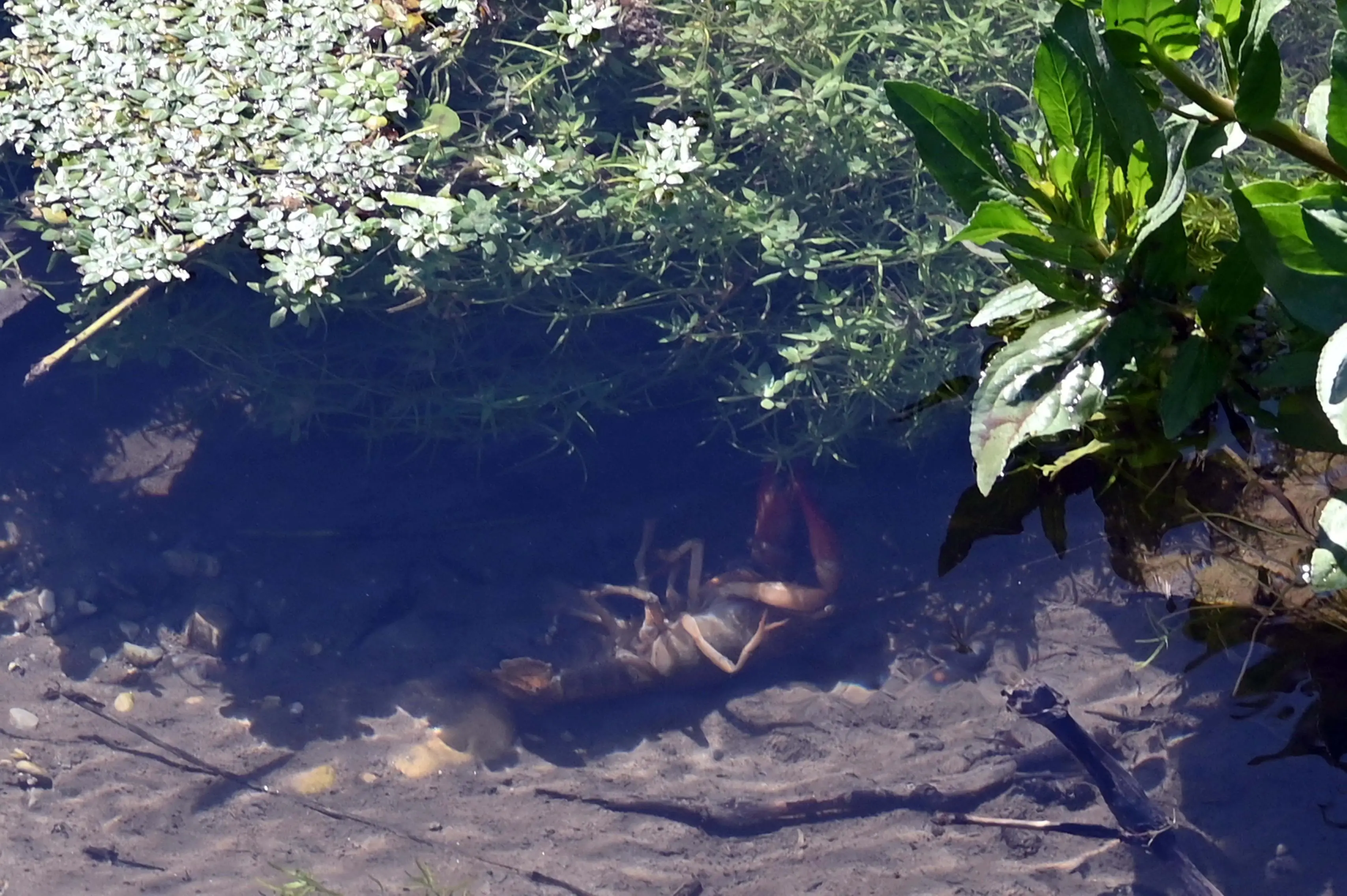 PONCARALE MORIA DI GAMBERI NELLA ROGGIA  REDAZIONE PROVINCIA PER ROBERTO MANIERI 07-04-2026 GABRIELE STRADA NEW EDEN GROUP 