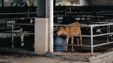 I vitelli sono stati aggrediti all'interno di una stalla - Foto simbolica