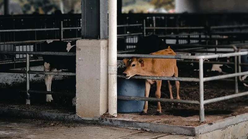 I vitelli sono stati aggrediti all'interno di una stalla - Foto simbolica