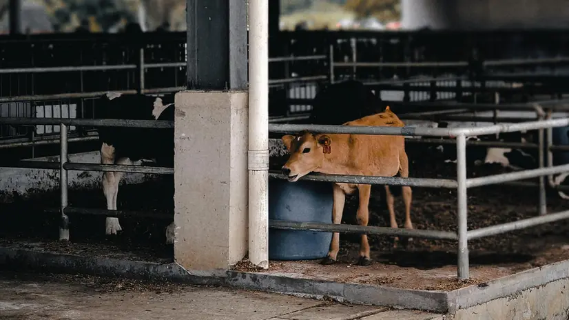 I vitelli sono stati aggrediti all'interno di una stalla - Foto simbolica