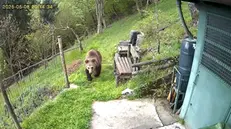 Uno degli orsi avvistati nel Bresciano