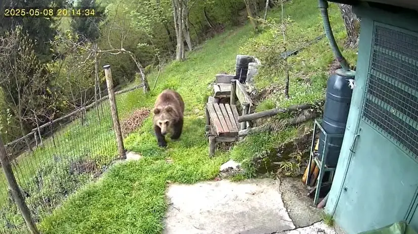 Uno degli orsi avvistati nel Bresciano