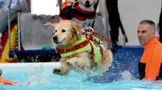 Attività di salvataggio in acqua - Foto di The dog show
