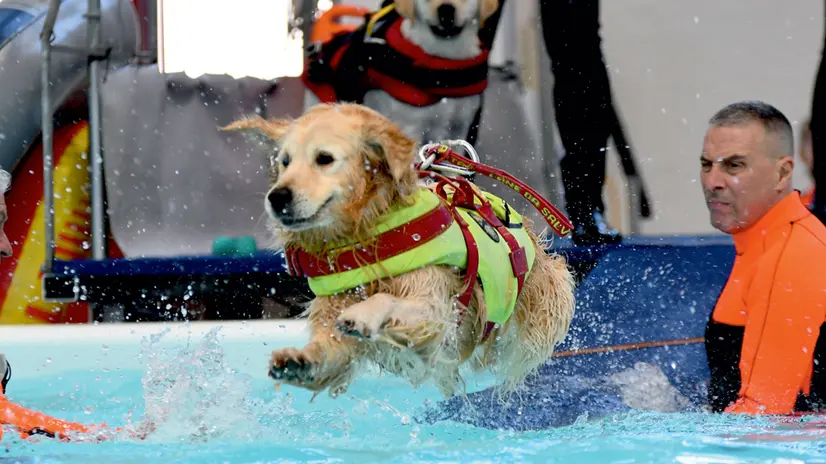 Attività di salvataggio in acqua - Foto di The dog show