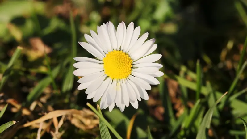 Una margherita fiorita - © www.giornaledibrescia.it