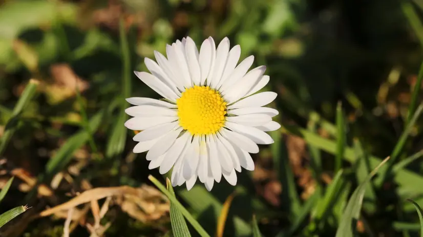 Una margherita fiorita - © www.giornaledibrescia.it