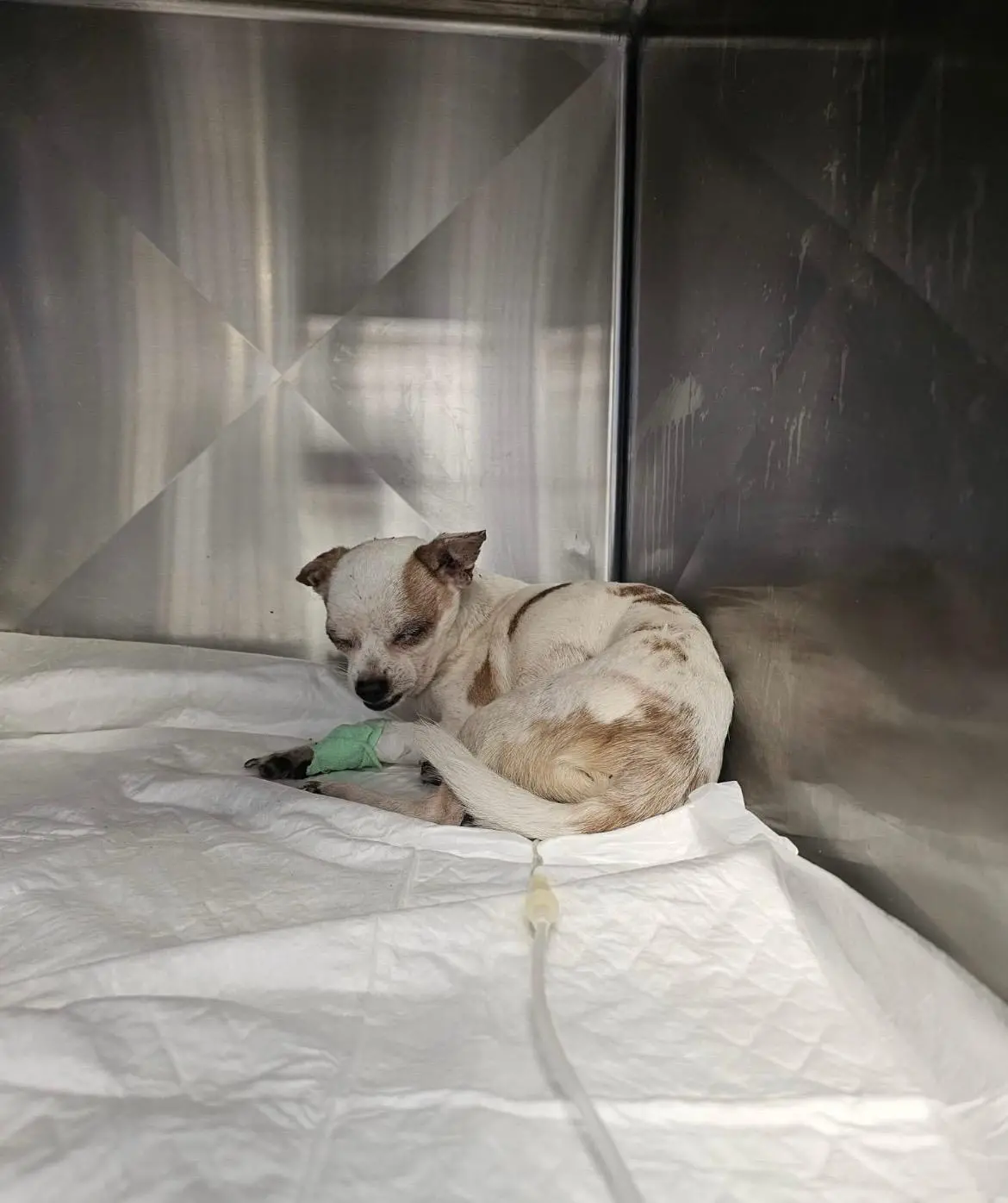 I due cagnolini Aronne e Alfredo