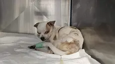 I due cagnolini Aronne e Alfredo