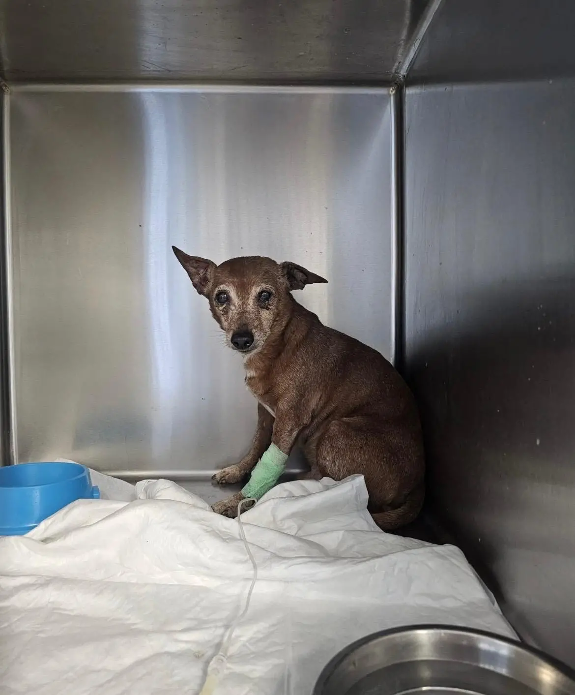 I due cagnolini Aronne e Alfredo