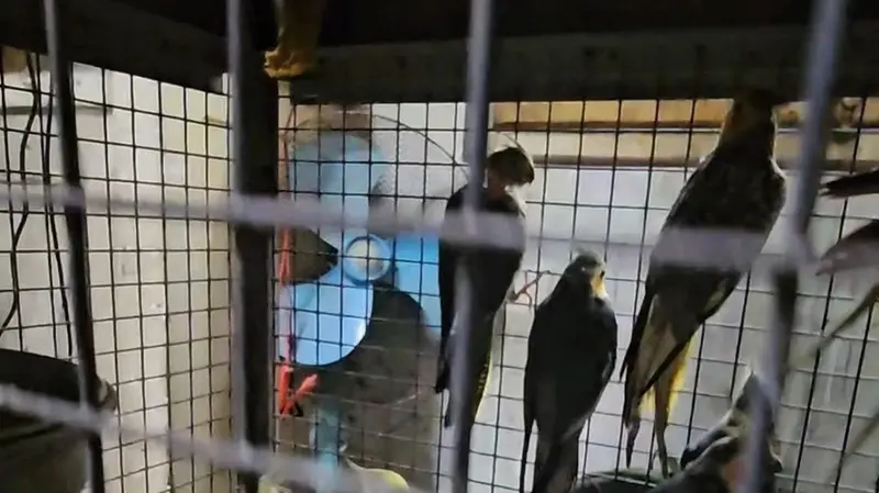 Numerose le calopsiti che sono state salvate durante l’intervento