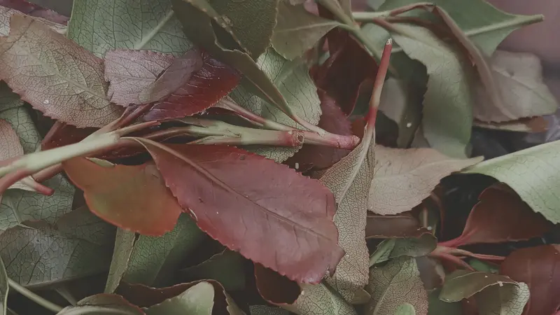 Foglie della pianta di Khat