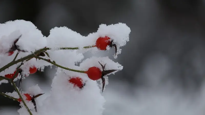 Trentacinque anni fa aspettavamo... la neve