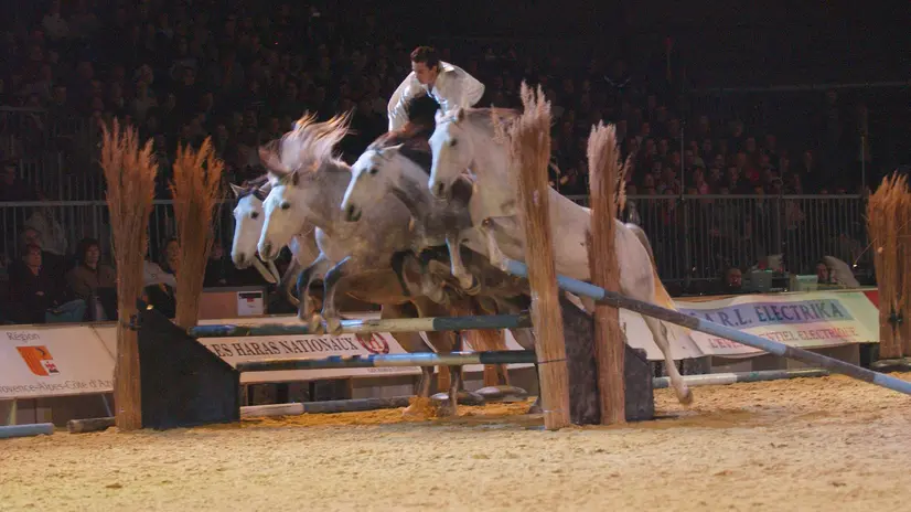 Uno spettacolo a Travagliato Cavalli - © www.giornaledibrescia.it