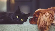 Cani e gatti, vanno protetti anche per il bene di tutta la famiglia © www.giornaledibrescia.it